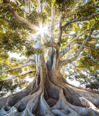 árvores com raízes grandes